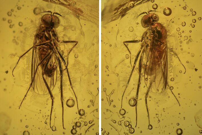 Detailed Fossil Dance Fly (Empididae) In Baltic Amber - Huge Eyes! #234503